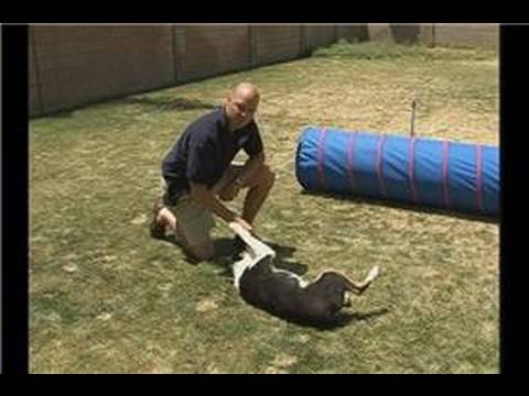Köpek Püf Noktaları: Yuvarlanmak : Köpek Hileci: Köpek Tedavi İle 180 Derece Hareket 