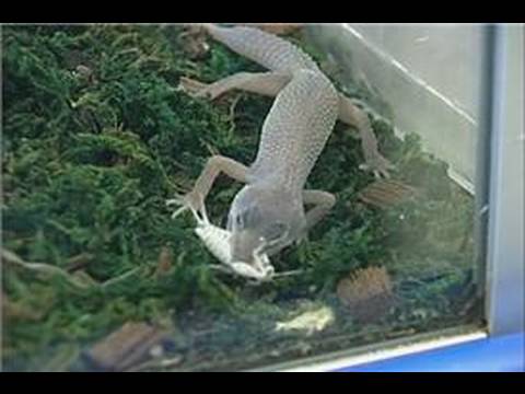 Nasıl Bir Leopar Gecko Bakımı: Gecko Vitaminler Resim 1