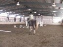 Horse Gaits : Sol Ayak Kurşun Oturan Bir Tırıs Gelen Eşkin 