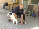 Köpek Eğitiminde Düzeltmeleri Kullanarak: Köpek Roll Düzeltmeleri Kullanarak Resim 3