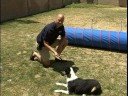 Köpek Eğitim Tricks: Haddeleme Üzerinde: Köpek Hileci: Tedavi Konum Köpeğin Burnu Üstünde Resim 4