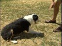 Köpek Püf Noktaları: Yuvarlanmak : Köpek Hileci: Rolling Over Ve Yaralanma Resim 4