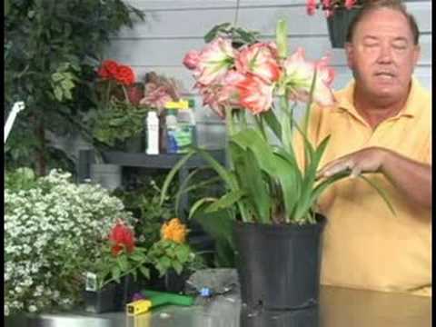 Bitki Bakımı Bahçe : Amaryllis Bitki Bakımı