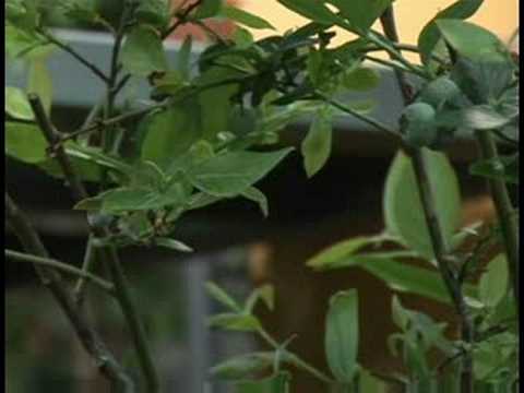 Bitki Bakımı Bahçe : Blueberry Bitki Bakımı