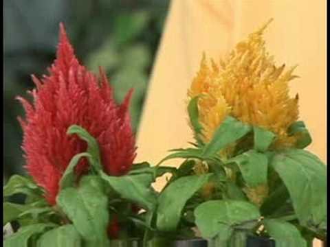 Bitki Bakımı Bahçe : Celosia Bitki Bakımı Resim 1