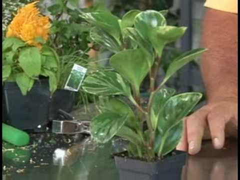 Bitki Bakımı Bahçe : Peperomia Bitki Bakımı