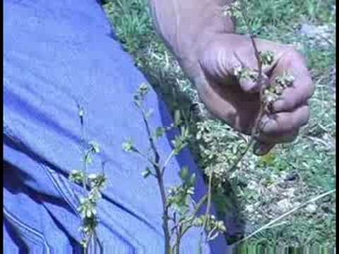 Blueberry Bush: Bahçe Yaban Mersini Hasat