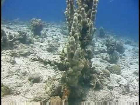 Karayip Resif Balık Tanımlama : Ayağı Mercan Tanıtımı