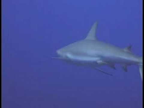 Karayip Resif Balık Tanımlama : Karayip Resif Köpekbalığı Kimlik Resim 1