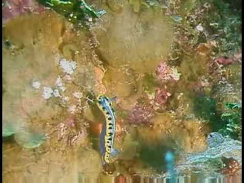 Karayip Resif Balık Tanımlama : Mor Taç Deniz Tanrıçası Kimlik Resim 1