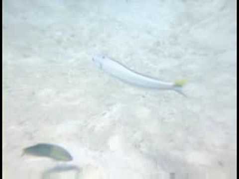 Karayip Resif Balık Tanımlama : Sand Tilefish Kimlik