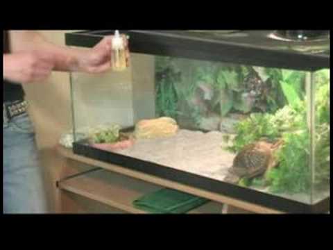 Nasıl Bakımı İçin Kutusu Kaplumbağaları: Kutusunu Kaplumbağa Diyet Resim 1