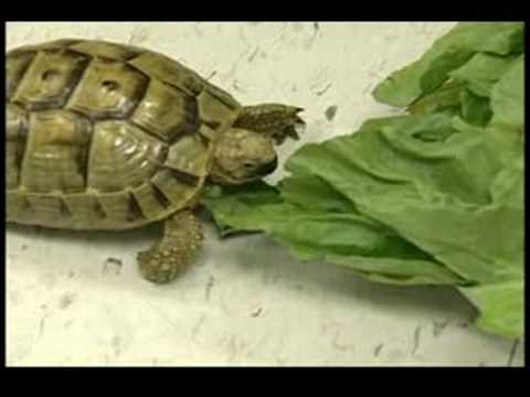 Nasıl Kaplumbağa Bakımı : Kaplumbağa Diyet Resim 1