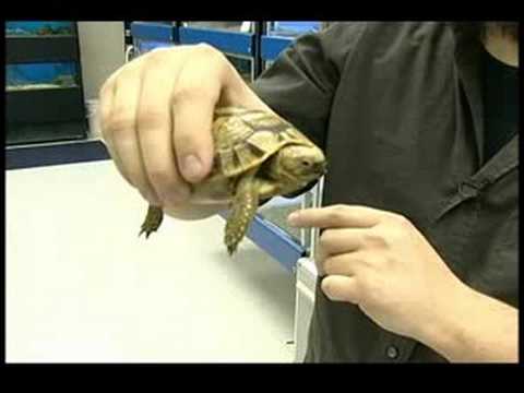 Nasıl Kaplumbağa Bakımı : Kaplumbağa Taşıma 