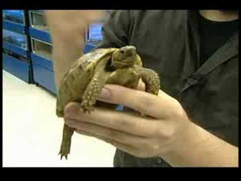Nasıl Kaplumbağa Bakımı İçin Bir Kaplumbağa Toplama 
