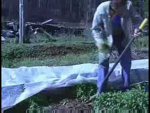 Organik Maydanoz Bahçe: Organik Maydanoz Bahçe Yatak Hazırlama Resim 1