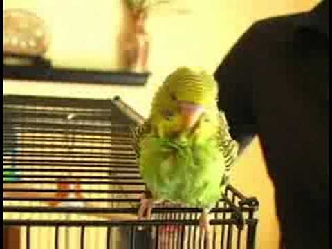 Parakeets İçin Bakımı: Bir Muhabbet Kuşu Konuşma İçin Öğretim