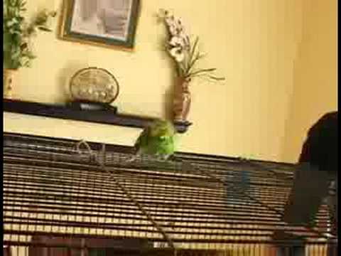 Parakeets İçin Bakımı: Parakeets Hakkında Resim 1