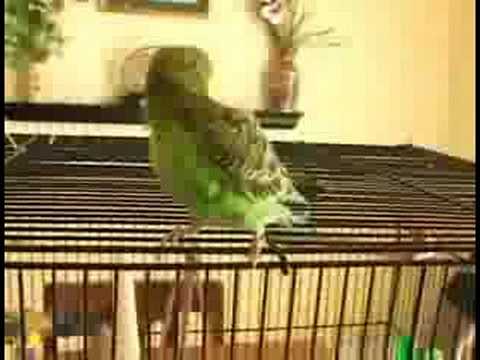 Parakeets İçin Bakımı: Sağlıklı Bir Muhabbet Kuşu Almaya