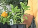 Bahçe Bitki Bakımı : Biber Bitki Bakımı