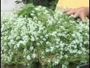 Bitki Bakımı Bahçe : Alyssum Bitki Bakımı