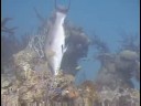 Karayip Resif Balık Tanımlama : Domuzbalığı Kimlik