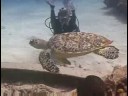 Karayip Resif Balık Tanımlama : Şahin Gagalı Deniz Kaplumbağası Kimlik