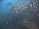 Karayip Resif Balık Tanımlama : Silverside Kimlik