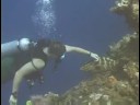 Karayip Resif Balık Tanımlama : Tanımlama Nassau Orfoz  Resim 2