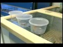 Malzeme Çekme Acemi Evde Beslenen Hayvan Keler: Kertenkele Türleri