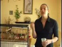 Parakeets İçin Bakımı: El Bir Muhabbet Kuşu Besleme
