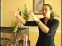 Parakeets İçin Bakımı: Muhabbet Kuşu Kafes İpuçları