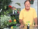 Bahçe Bitki Bakımı : Salatalık Bitki Bakımı Resim 3