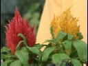 Bitki Bakımı Bahçe : Celosia Bitki Bakımı Resim 3