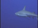 Karayip Resif Balık Tanımlama : Karayip Resif Köpekbalığı Kimlik Resim 3