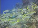 Karayip Resif Balık Tanımlama : Prenses Papağan Balığı Tanıtımı Resim 3