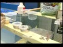 Malzeme Çekme Acemi Evde Beslenen Hayvan Keler: Tepeli Gecko Diyet Resim 3