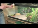 Nasıl Bakımı İçin Kutusu Kaplumbağaları: Kutusunu Kaplumbağa Diyet Resim 3