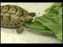 Nasıl Kaplumbağa Bakımı : Kaplumbağa Diyet Resim 3
