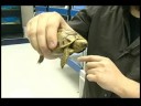 Nasıl Kaplumbağa Bakımı : Kaplumbağa Taşıma  Resim 3