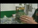 Nasıl Taze Ürün Pick: Nasıl Brokoli Dışarı Pick İçin Resim 3