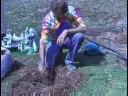 Yabanmersini Bush: Bahçe Bir Yaban Mersini Çalı İnceltme Resim 3