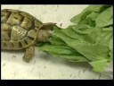 Nasıl Kaplumbağa Bakımı : Kaplumbağa Diyet Resim 4
