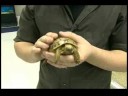 Nasıl Kaplumbağa Bakımı : Kaplumbağa Taşıma  Resim 4