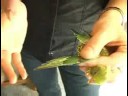 Parakeets İçin Bakımı: Kanat Kırpma Parakeets Resim 4