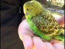 Parakeets İçin Bakımı: Muhabbet Kuşu Çivi Kırpma Resim 4