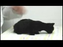 Yeni Cats Ve Yavru Kedi İçin Bakım: Kedi Hayvan Hastalıklarıyla İlgili Sınav Resim 4