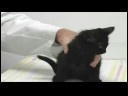 Yeni Cats Ve Yavru Kedi İçin Bakım: Kediler İlaç Vererek Resim 4