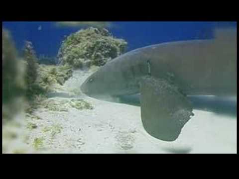 Karayip Balık Tanımlama: Bir Hemşire Köpekbalığı Belirleme Resim 1