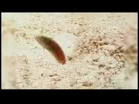 Karayip Balık Tanımlama: Yeşil Razorfish Belirleme Resim 1